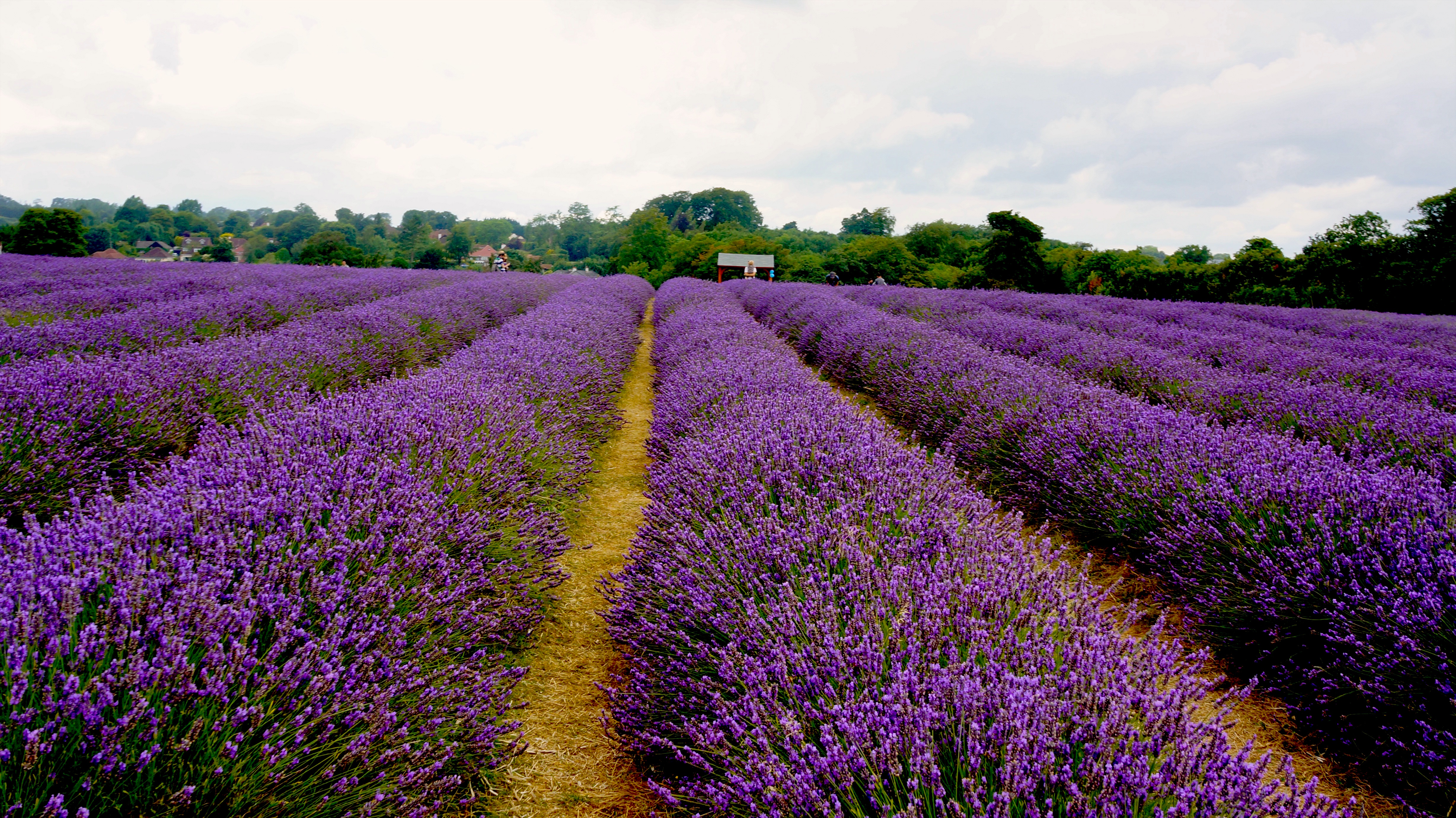 Mayfield Lavender  Farm  Aye Wanderful