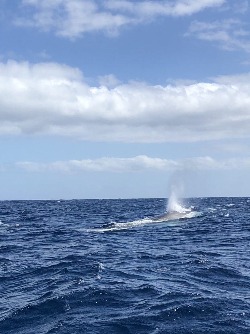 Whale and Dolphin Watching in Azores - Aye Wanderful